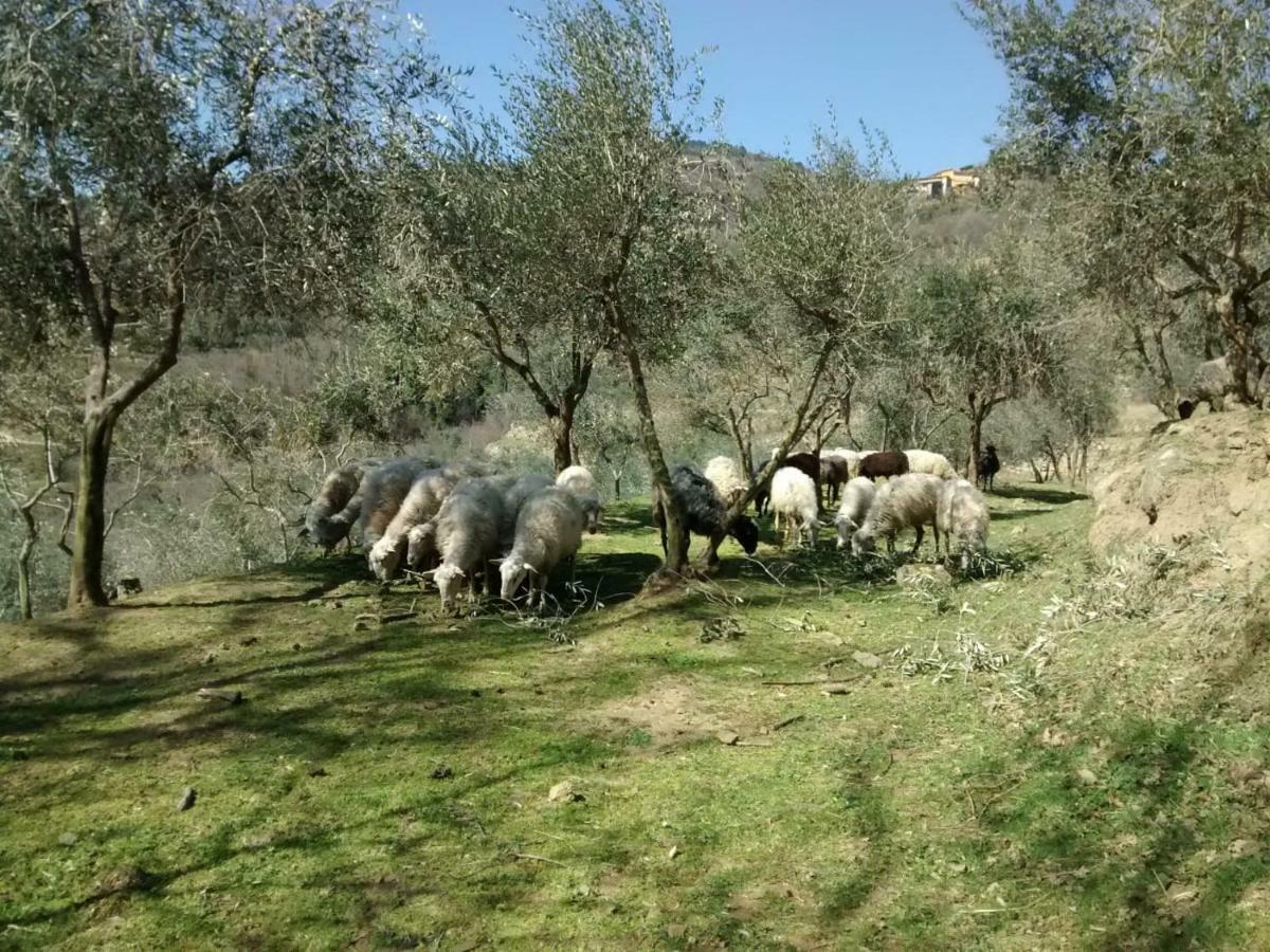 Agriturismo Borgo Mocale Castelfranco di Sopra المظهر الخارجي الصورة